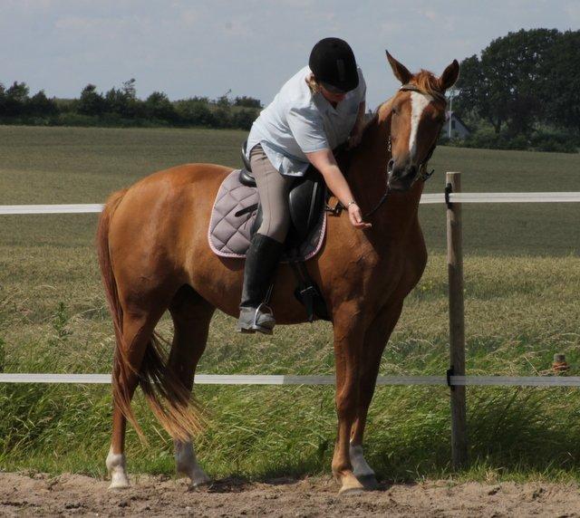 Palomino Brogaards shooting star - Undervisning d.2 juli 2013 billede 30