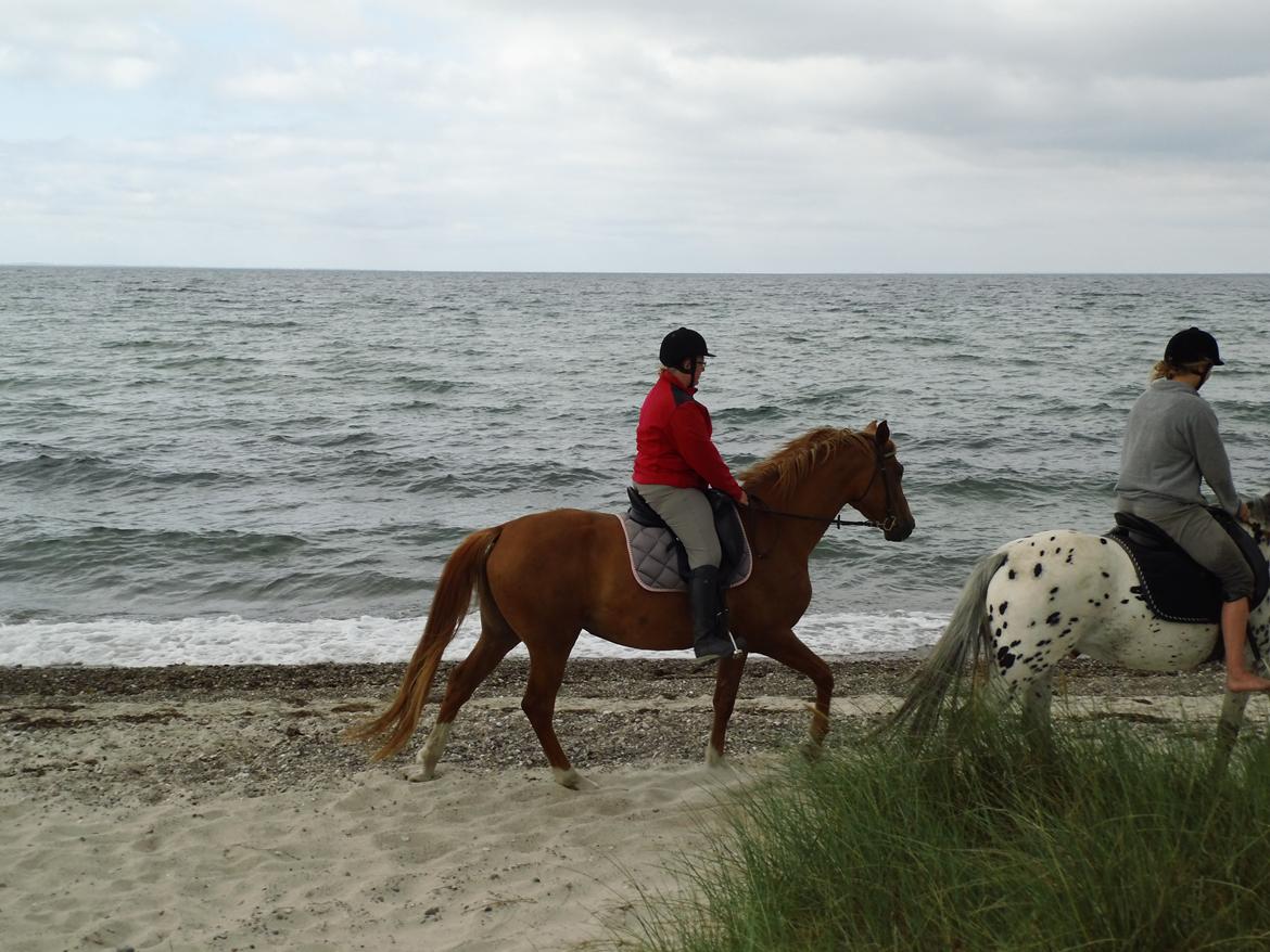 Palomino Brogaards shooting star - Første gang ved vandet d.15 juli 2013 billede 34