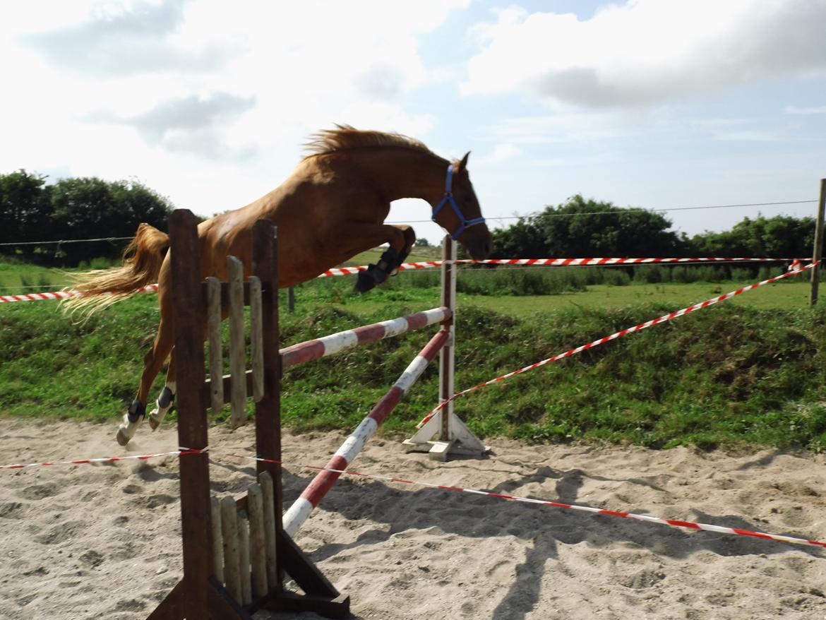 Palomino Brogaards shooting star - Løsspring d.17 juli 2013 billede 4