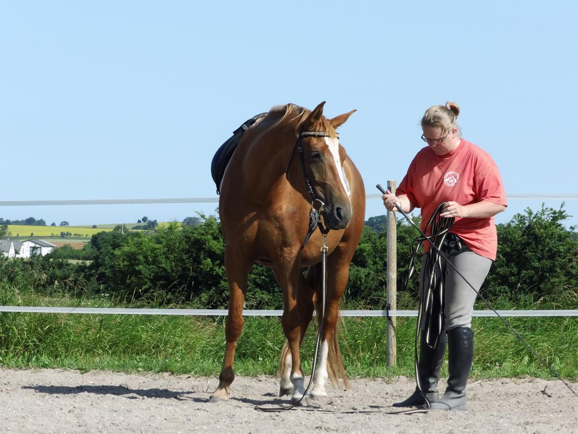 Palomino Brogaards shooting star billede 41