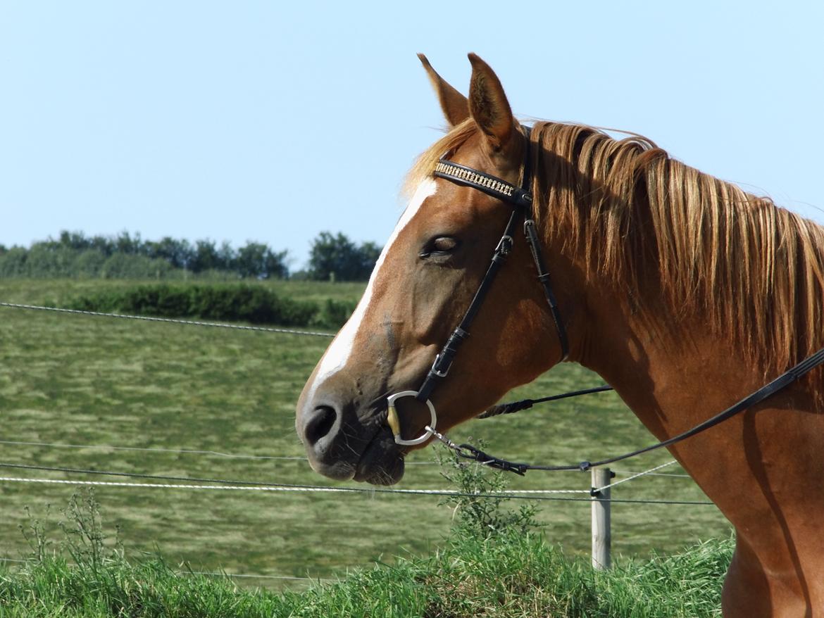 Palomino Brogaards shooting star - Træning d.9 juli 2013 billede 42