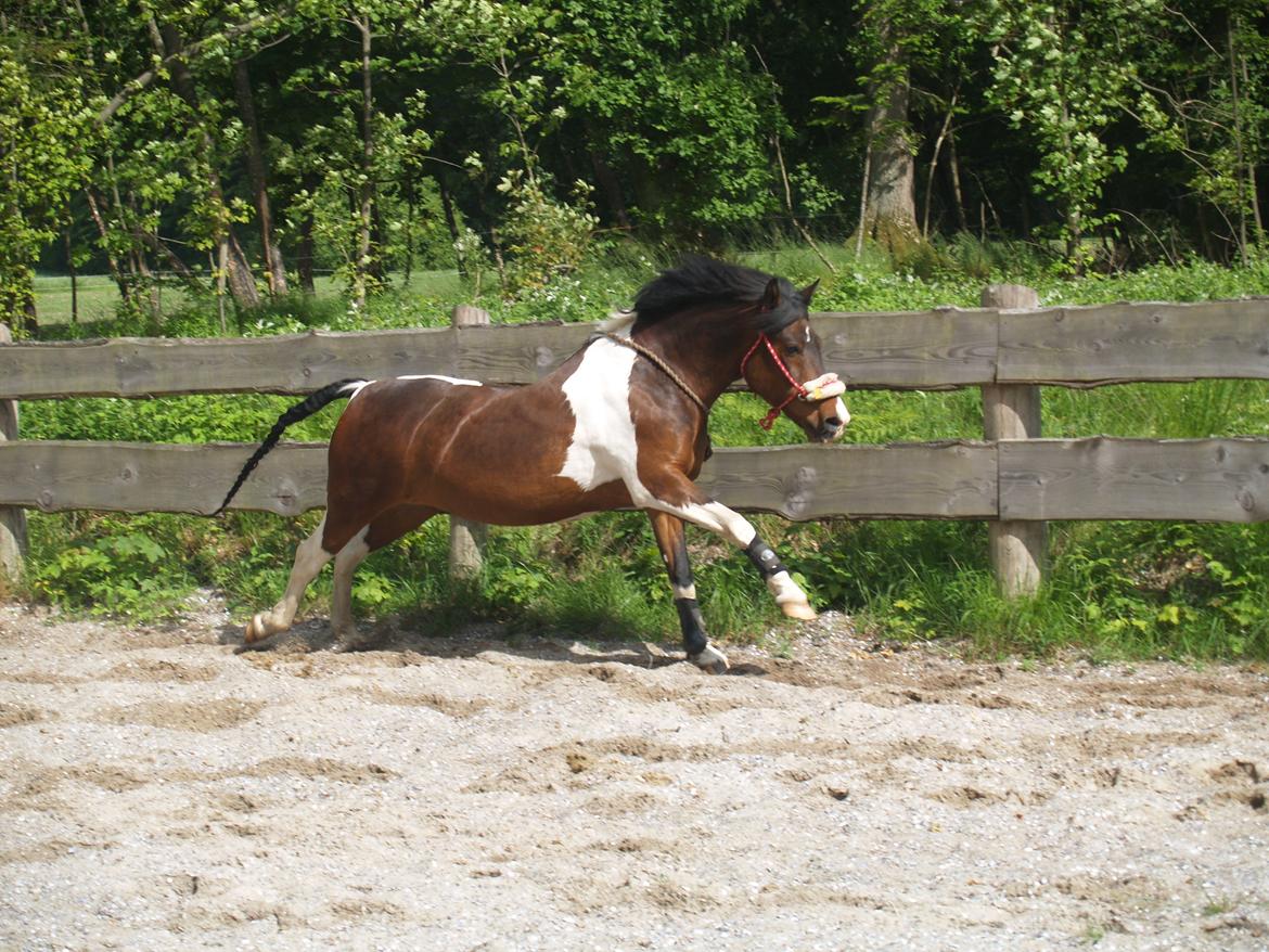 Pinto /Islænder   Futte - Waow! billede 15