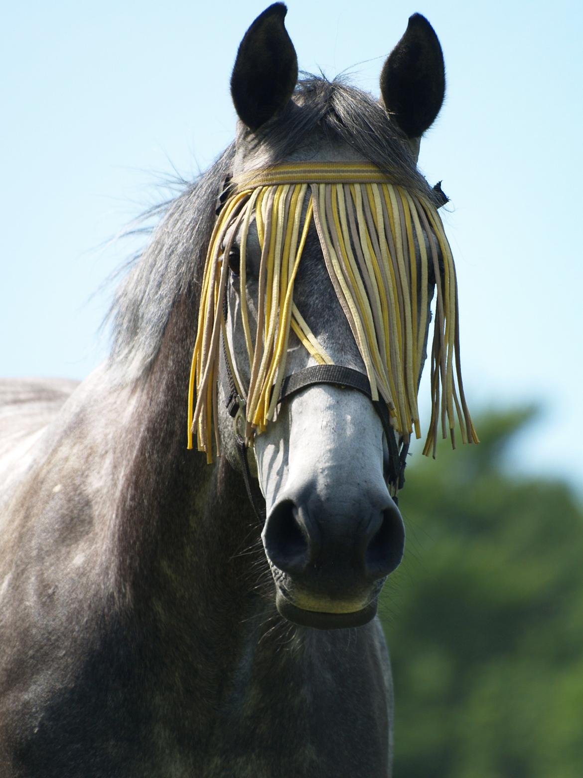 Holstener Corleone -Colle- - <3 billede 1