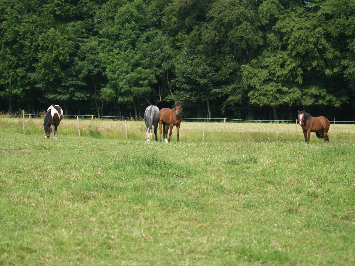 Holstener Corleone -Colle- - De bedste billede 20