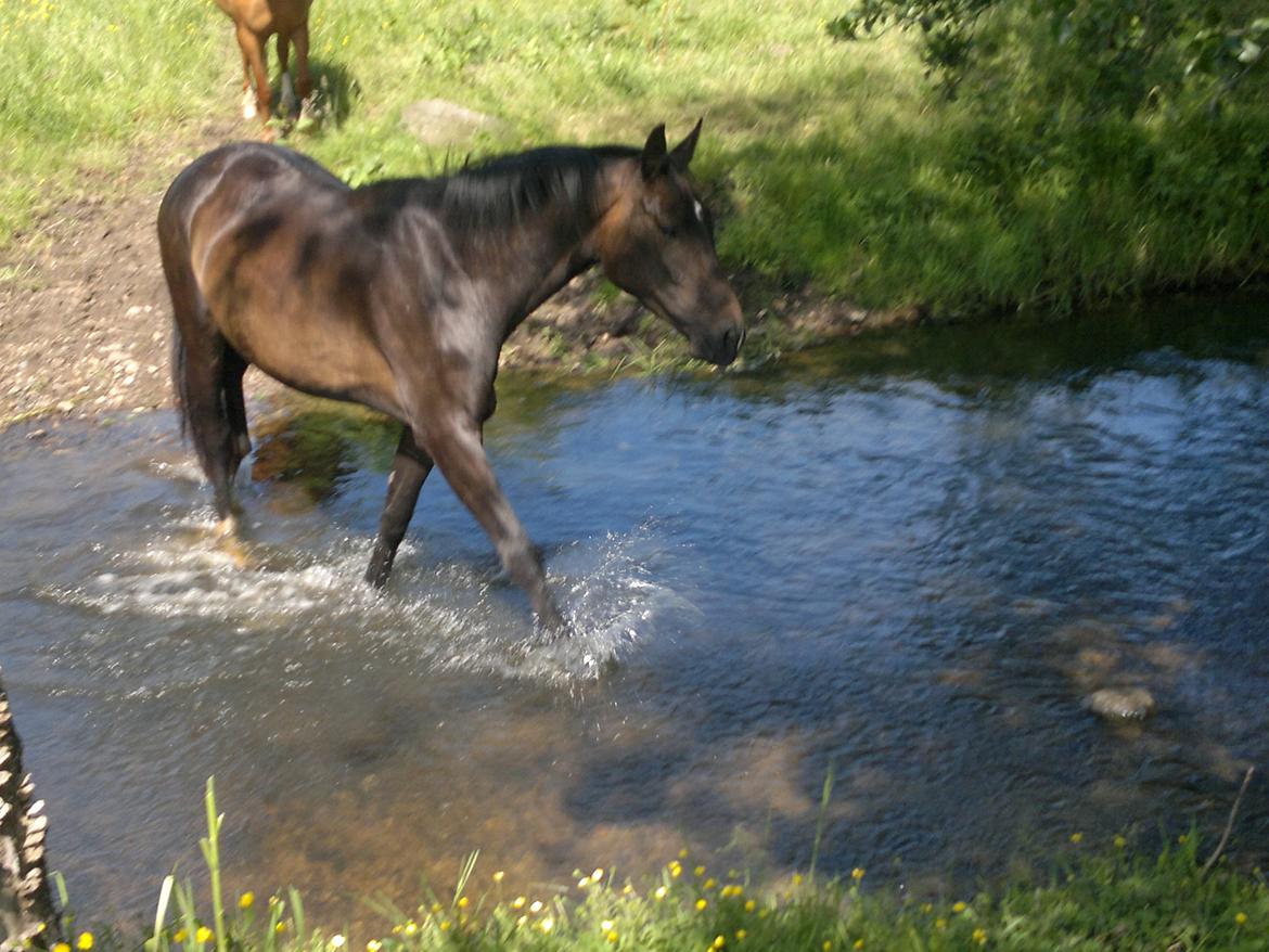 Dansk Varmblod WASA - sommergræs d.17 juni 2013 billede 29