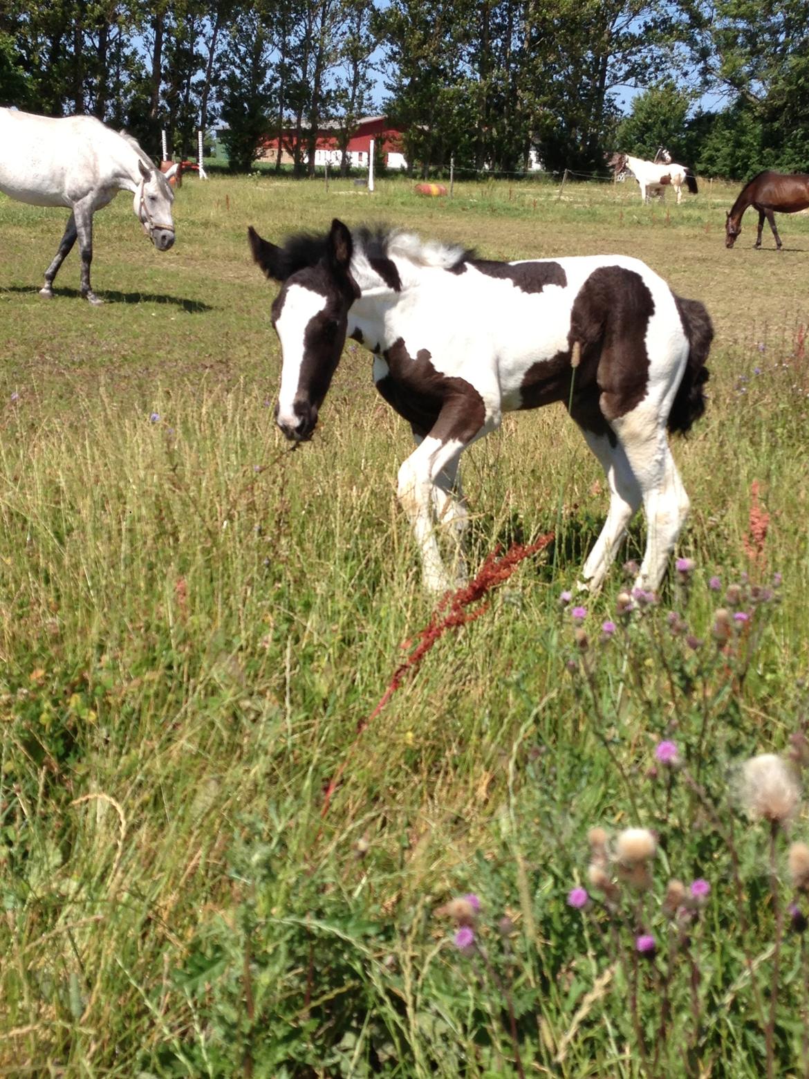 Pinto Lubjiana billede 12