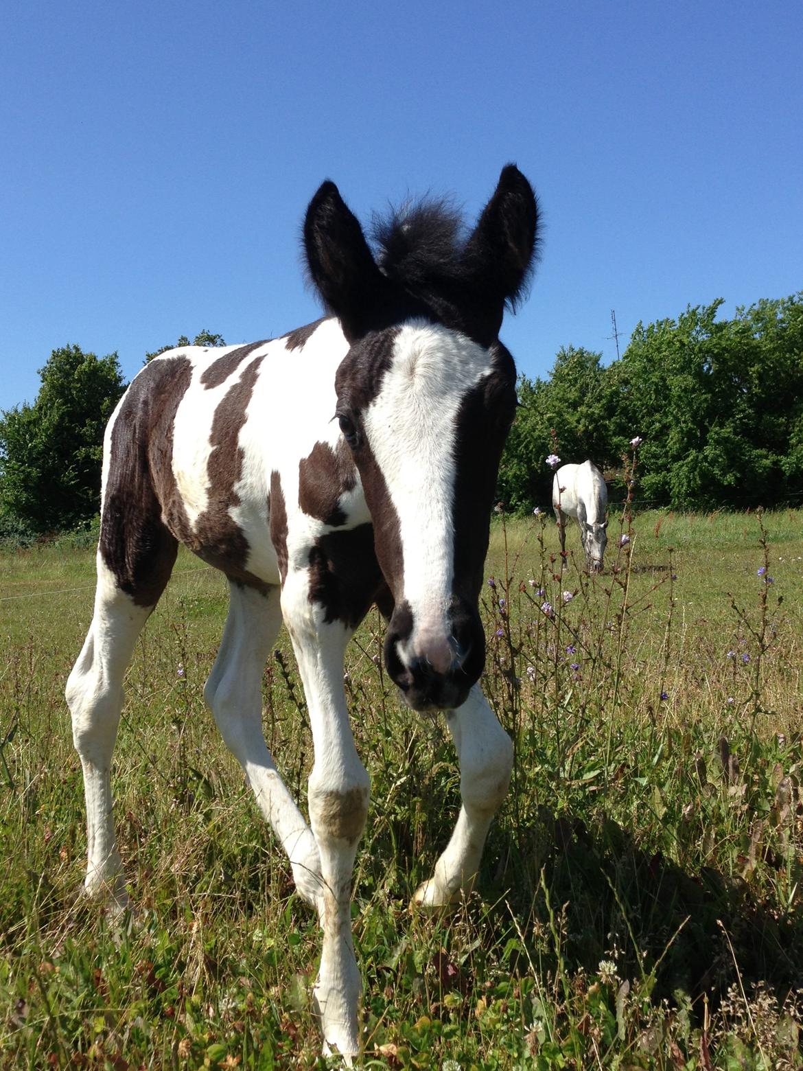 Pinto Lubjiana billede 13