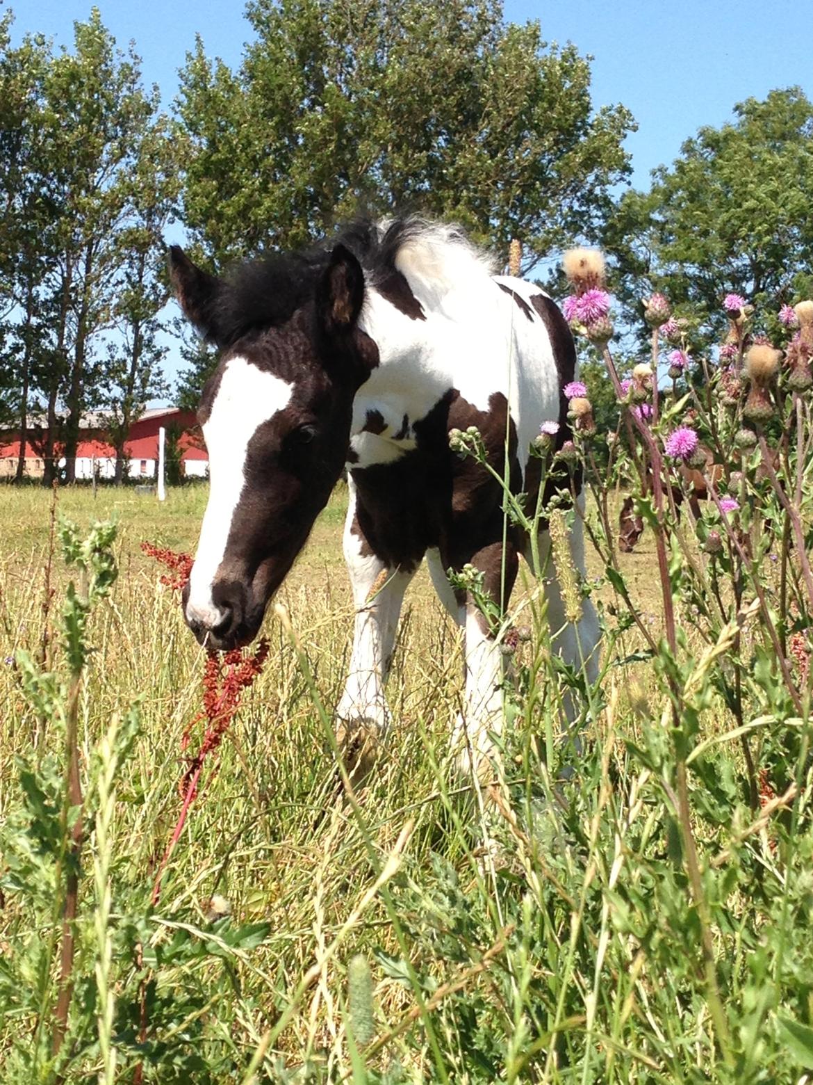 Pinto Lubjiana billede 2