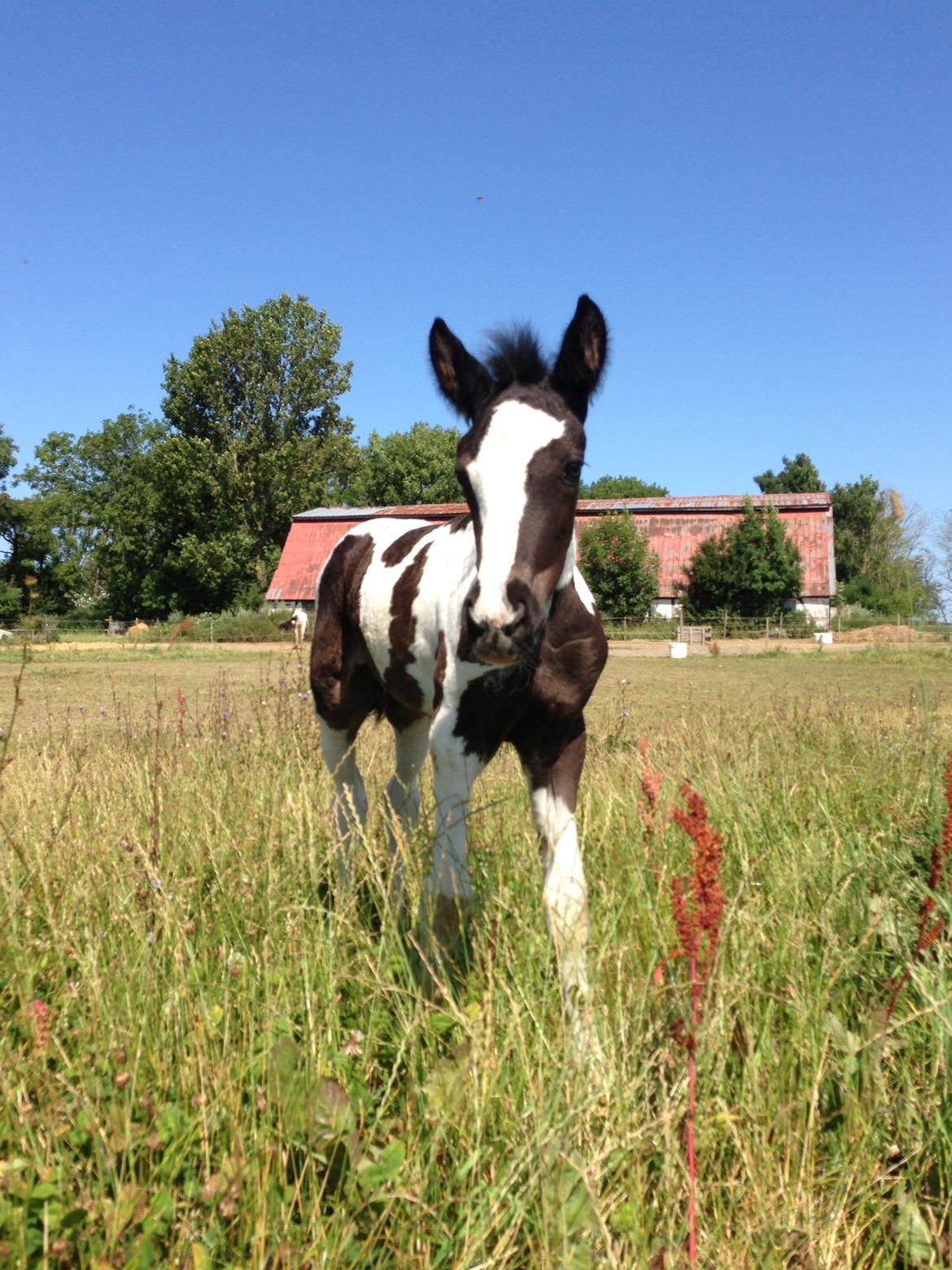 Pinto Lubjiana billede 14