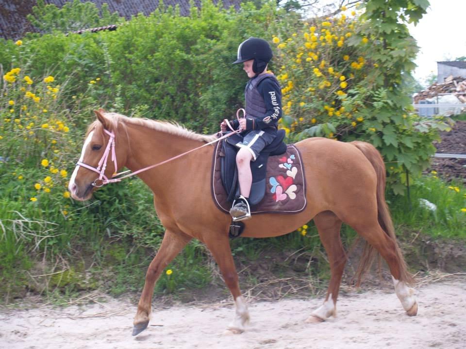 Anden særlig race Poppelgaardens Golden Cilli - Oliver og Cilli maj 2013 billede 22