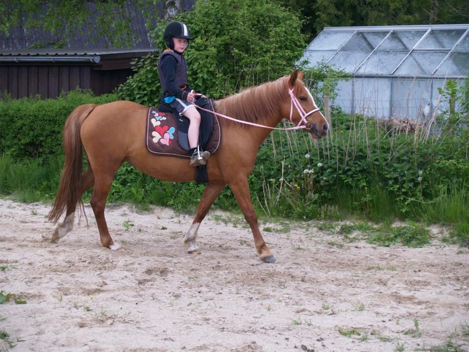 Anden særlig race Poppelgaardens Golden Cilli - Oliver og Cilli maj 2013 billede 23