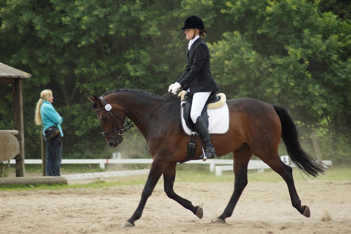 Dansk Varmblod Calino billede 2