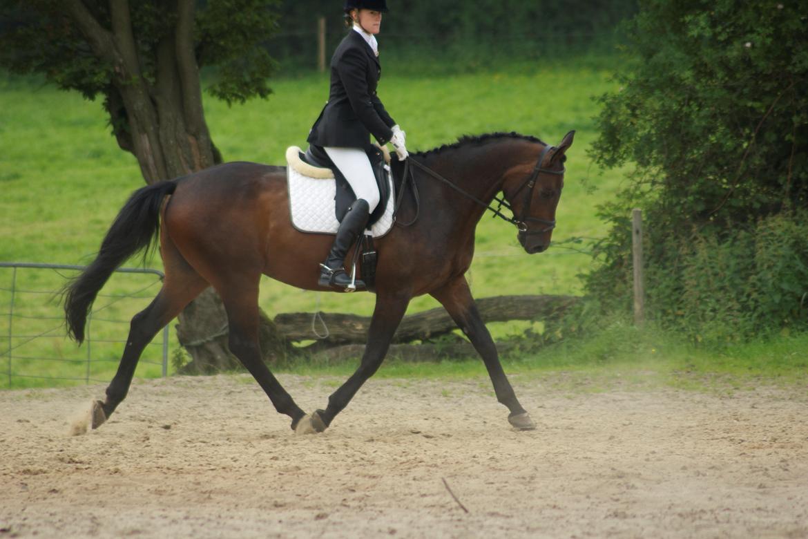 Dansk Varmblod Calino billede 3