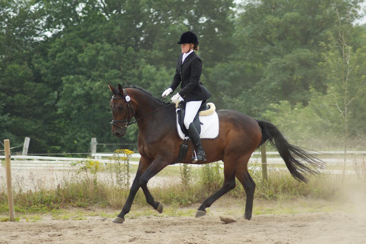 Dansk Varmblod Calino billede 4