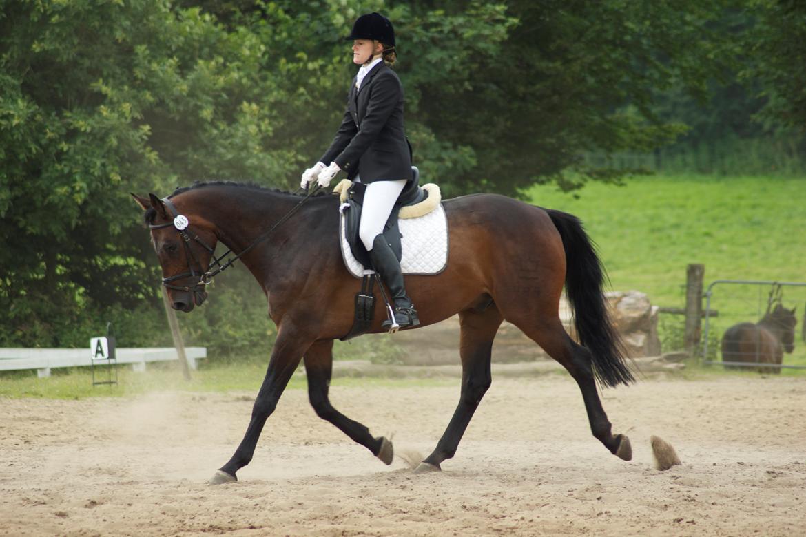 Dansk Varmblod Calino billede 5