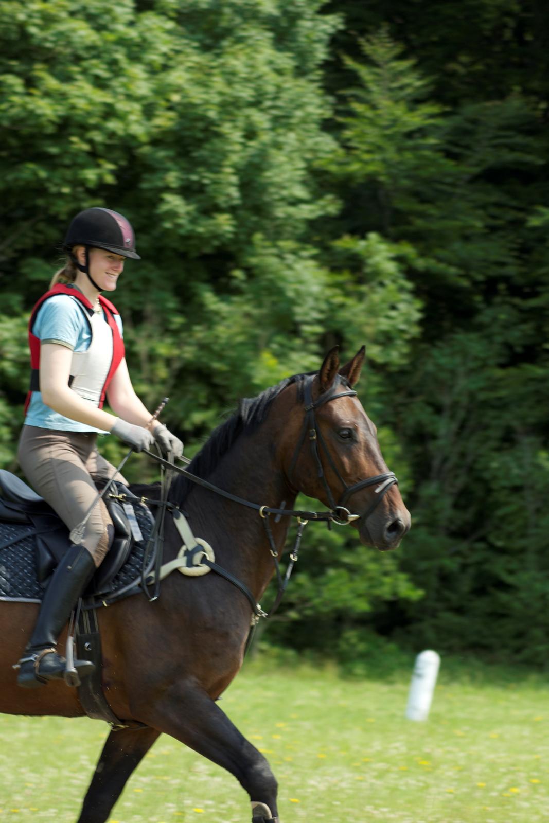 Dansk Varmblod Calino billede 6