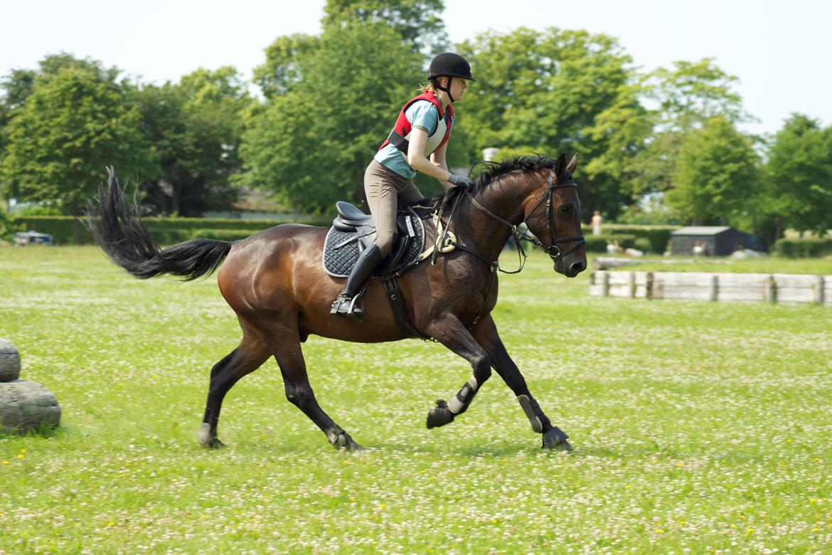 Dansk Varmblod Calino billede 1