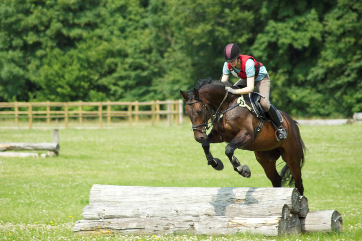 Dansk Varmblod Calino billede 7