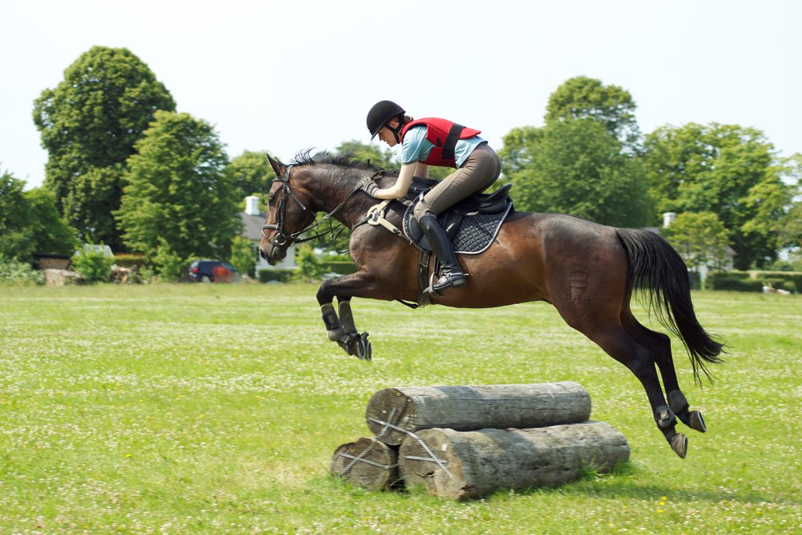 Dansk Varmblod Calino billede 8