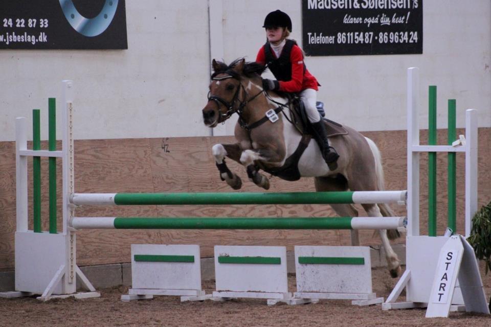 Pinto Holleskovgårds Teckla. - MB billede 19