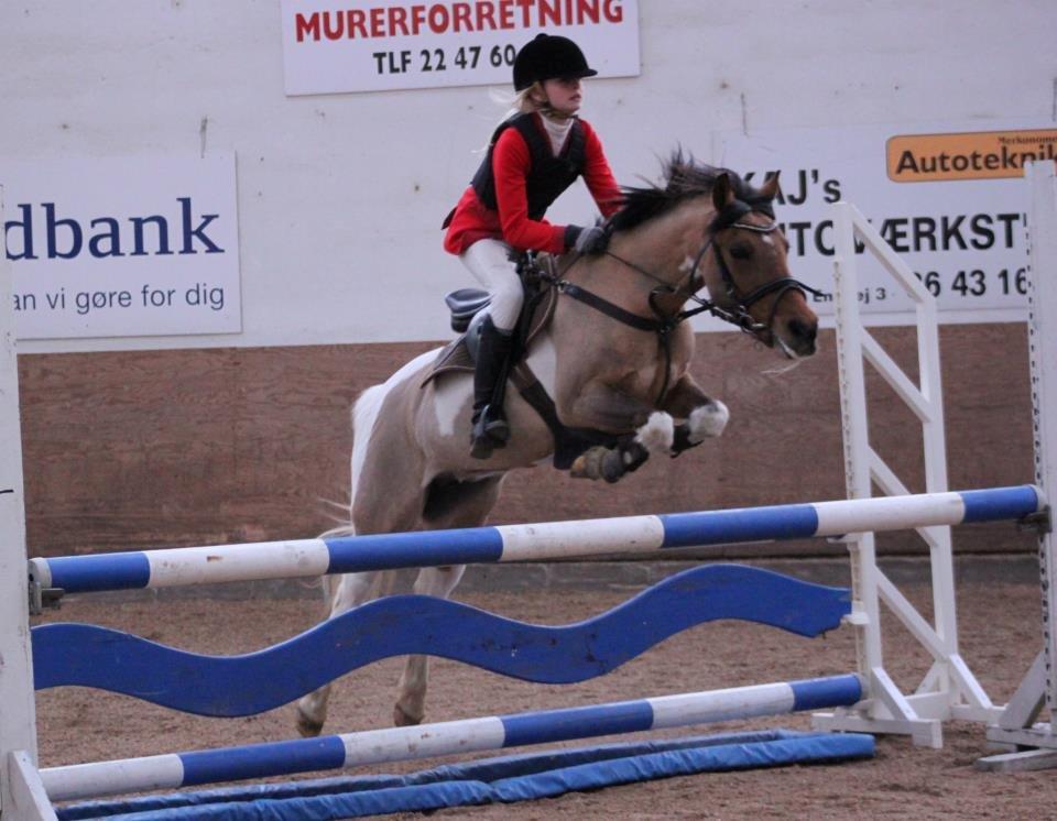 Pinto Holleskovgårds Teckla. - MB billede 20