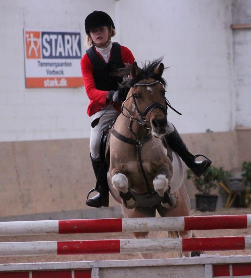 Pinto Holleskovgårds Teckla. - MB billede 21