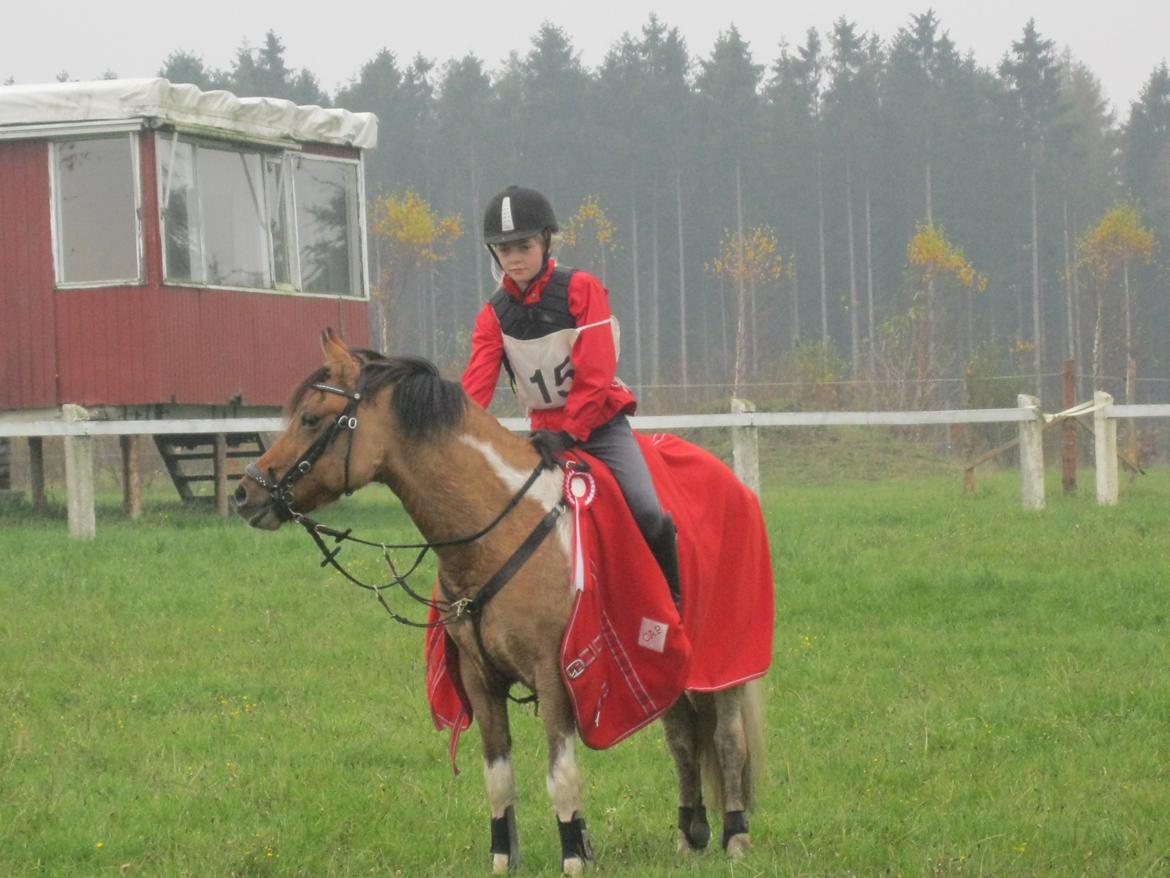 Pinto Holleskovgårds Teckla. - da jeg vandt jagt 2011 :* billede 24