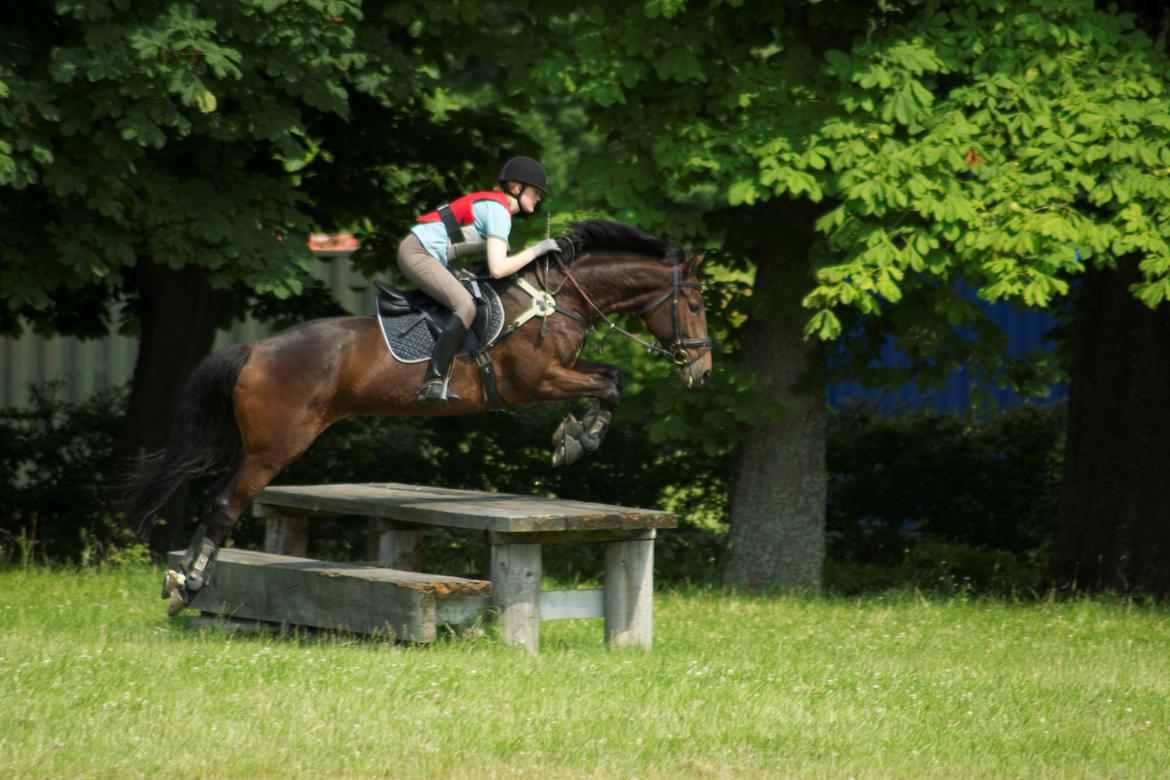 Dansk Varmblod Hot Chanel P. - Terræntræning juli '13 billede 17