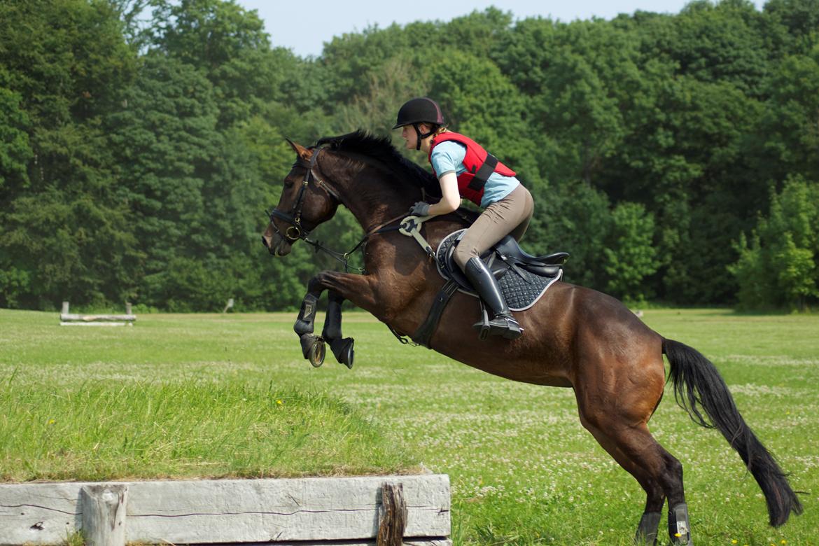 Dansk Varmblod Hot Chanel P. - Træning juli '13 - første gang hun prøver en så "stor" banket billede 1