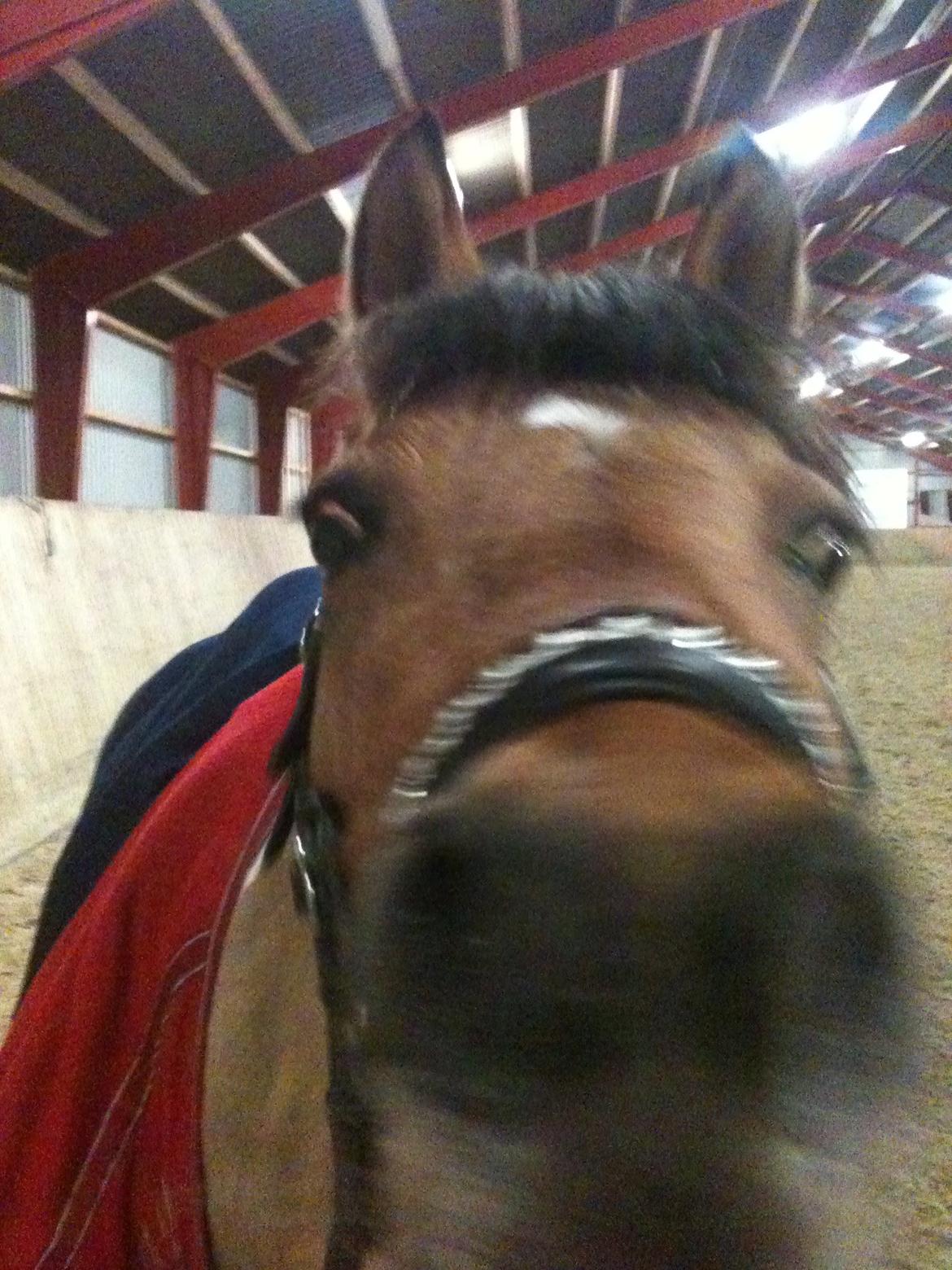 Pinto Holleskovgårds Teckla. - Kys kys!! tak for kigget <3 billede 25