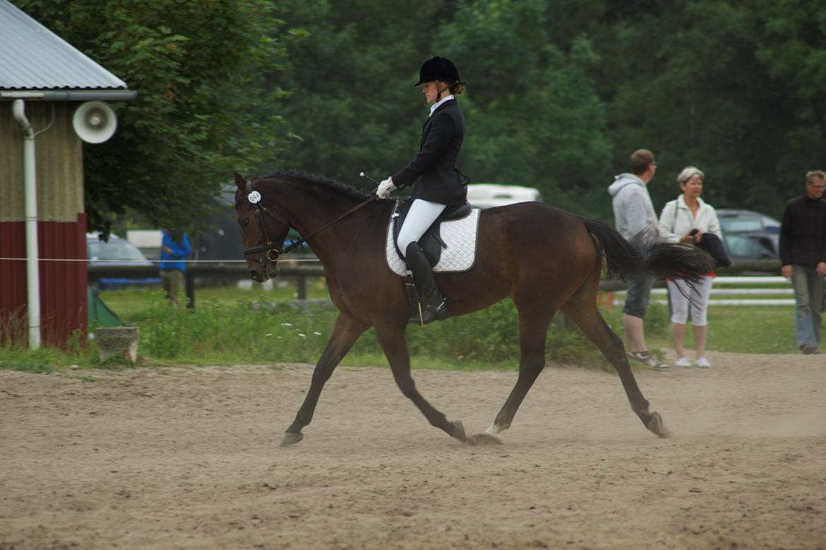 Dansk Varmblod Hot Chanel P. - Hot CNC70 Åbenrå - 1. uplaceret :-) 13/7-13 billede 18