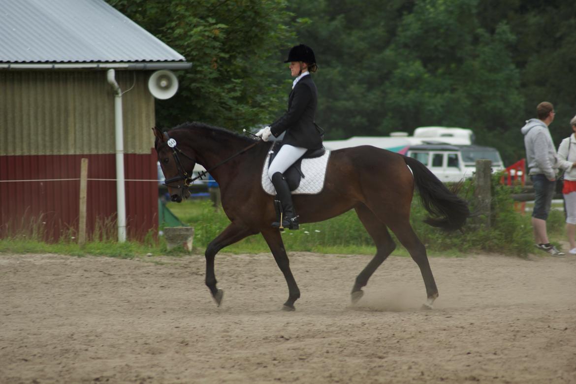 Dansk Varmblod Hot Chanel P. - Hot CNC70 Åbenrå - 1. uplaceret :-) 13/7-13 billede 19