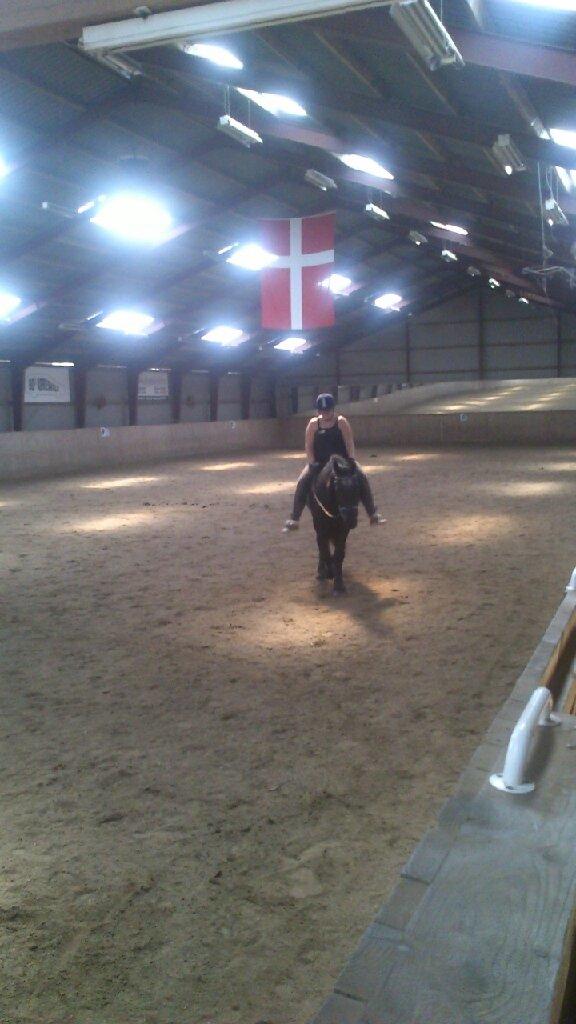 Frieser Thea - uden sadel i ridehuset billede 3