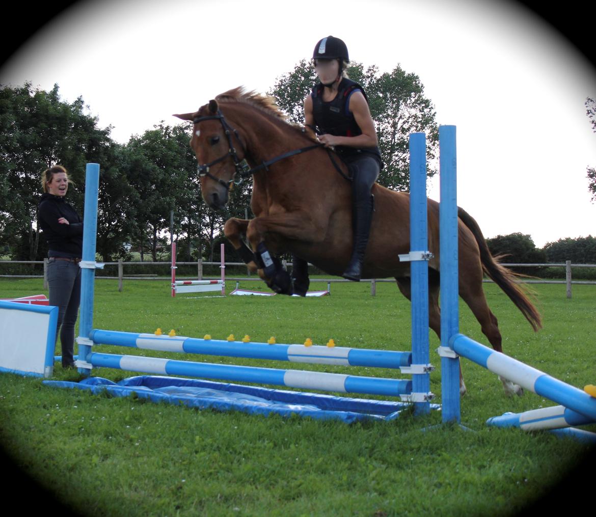 Tysk Sportspony Bacardi - Vandgrav med ænder i og uden sadel samtidig.. Omg det var svært! :p billede 11