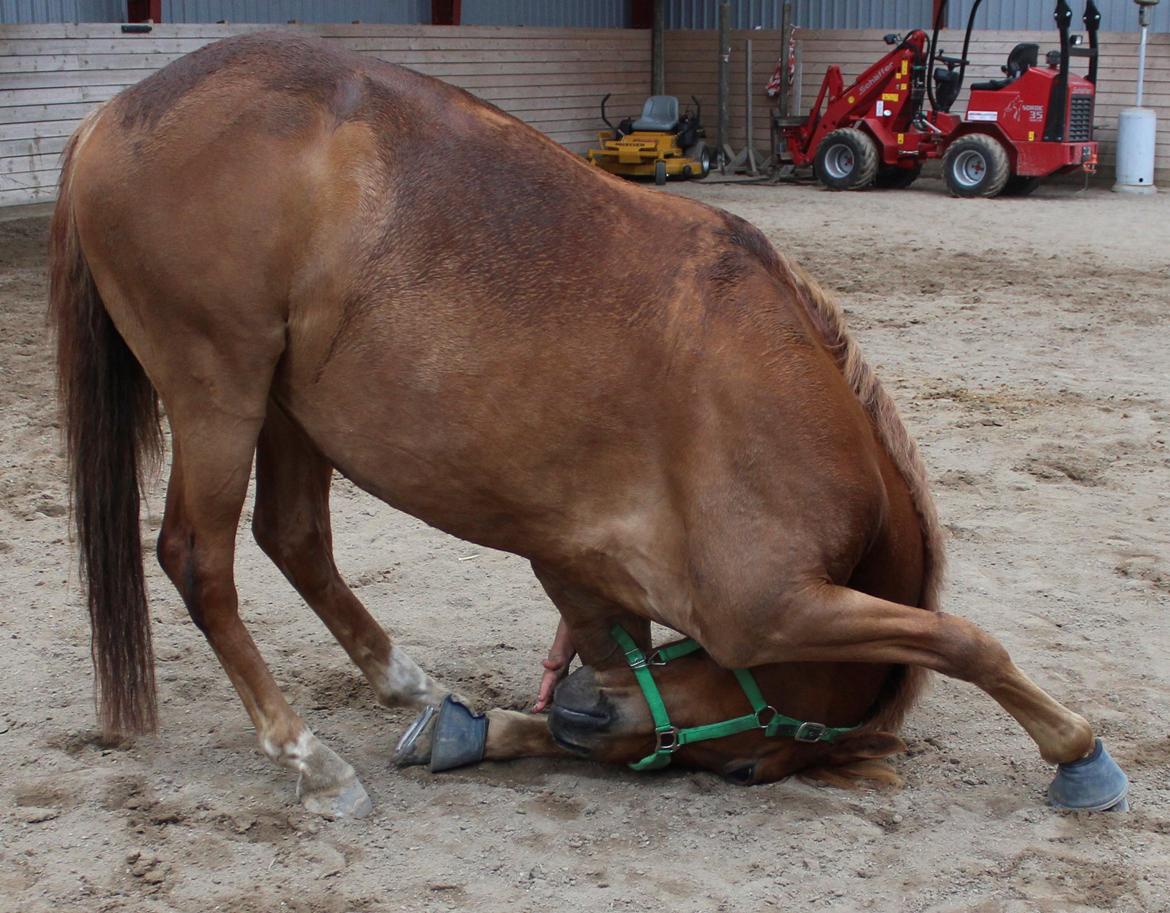 Tysk Sportspony Bacardi billede 13