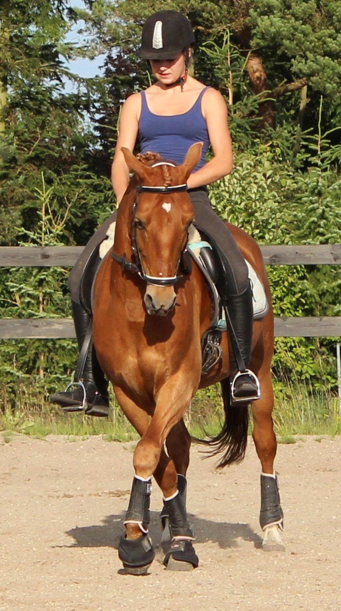 Tysk Sportspony Bacardi billede 12