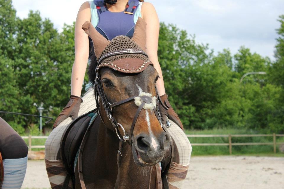 Hollandsk Sportspony Mistery Girl - Tager lige en pause til spring :D  billede 14