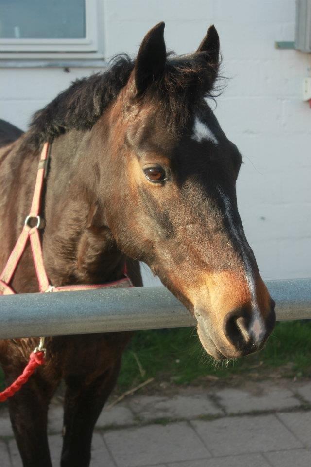 Hollandsk Sportspony Mistery Girl - En dag i aftensolen <3 billede 16