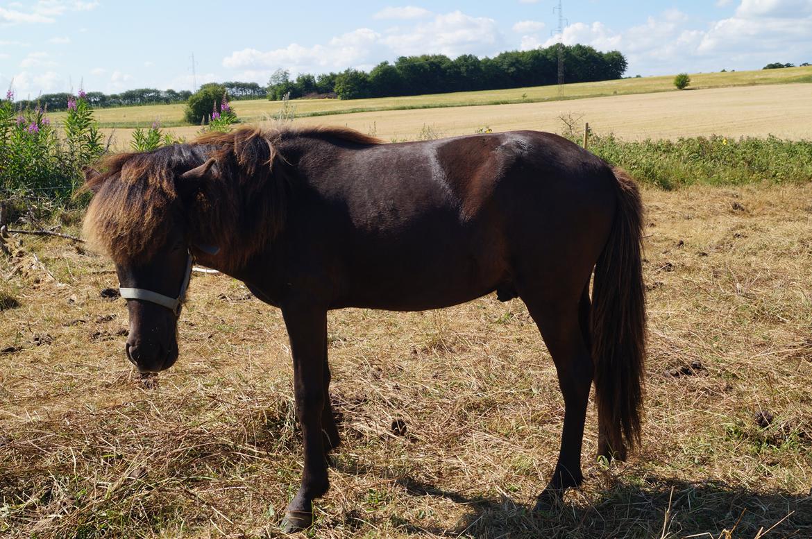 Islænder Tristan fra Anegaarden - Sommer 2013 billede 8