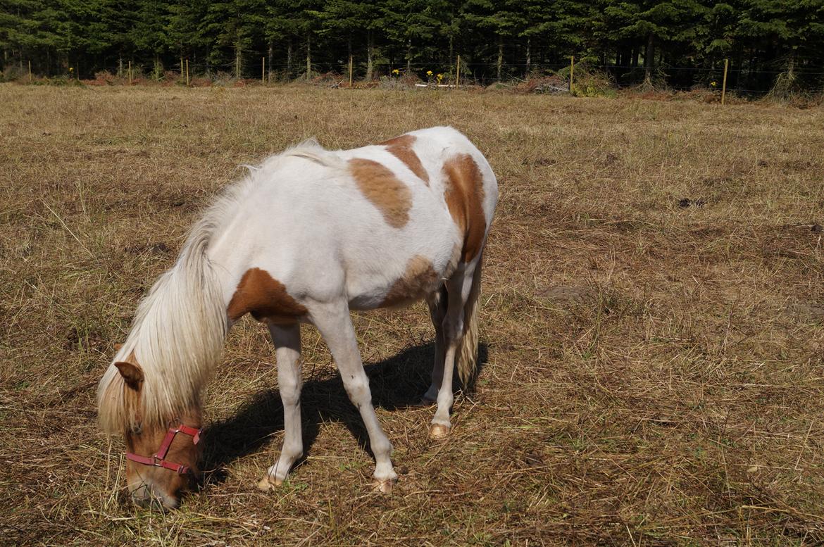 Islænder Jødis - Sommer 2013
Synes kun hun blivere flottere :) billede 12
