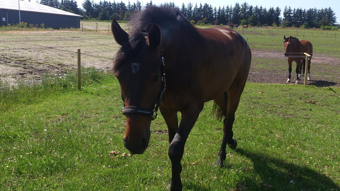 Dansk Varmblod Don Lucifer Di Maltractare - Nyder livet her på marken... billede 9