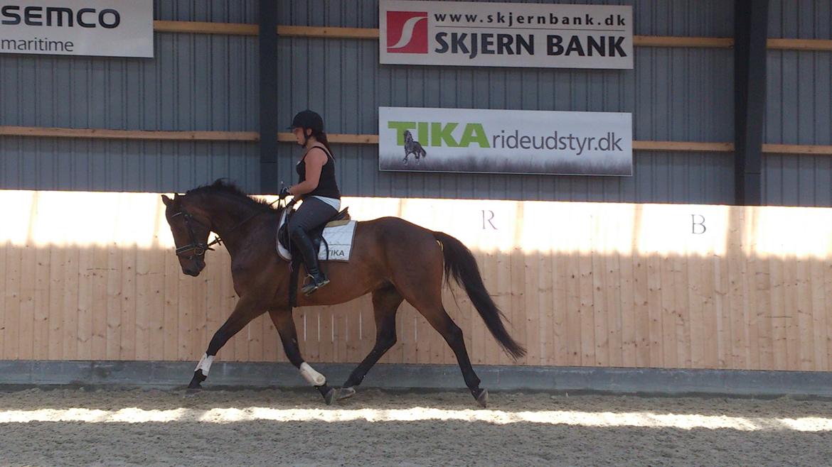 Dansk Varmblod Don Lucifer Di Maltractare - Første gang jeg er på ryggen af ham på EOR :) billede 4