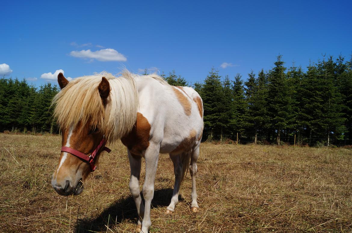 Islænder Jødis - Sommer 2013 billede 13