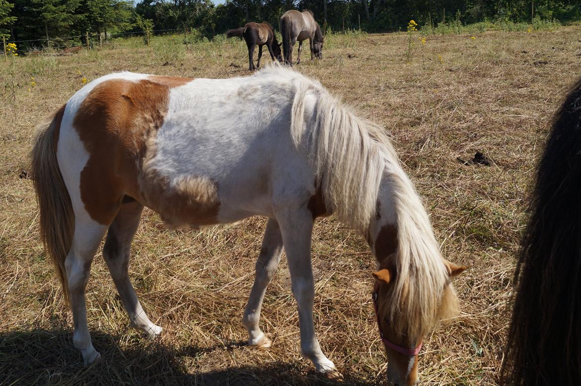 Islænder Jødis - Sommer 2013
Set fra den anden side :)
pæn aftegning ved bagbenet :) billede 14