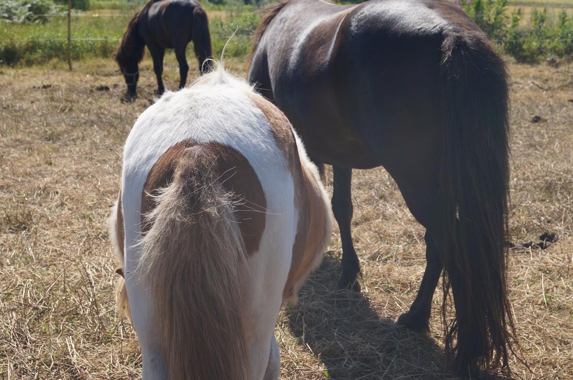 Islænder Jødis - Sommer 2013
Jødis bagdel
"når enden er god er alting godt" :) billede 15