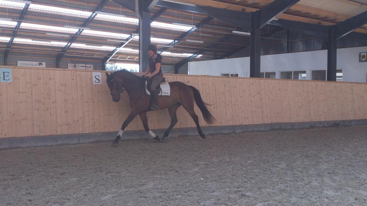 Dansk Varmblod Don Lucifer Di Maltractare - Don under tilridning... billede 10