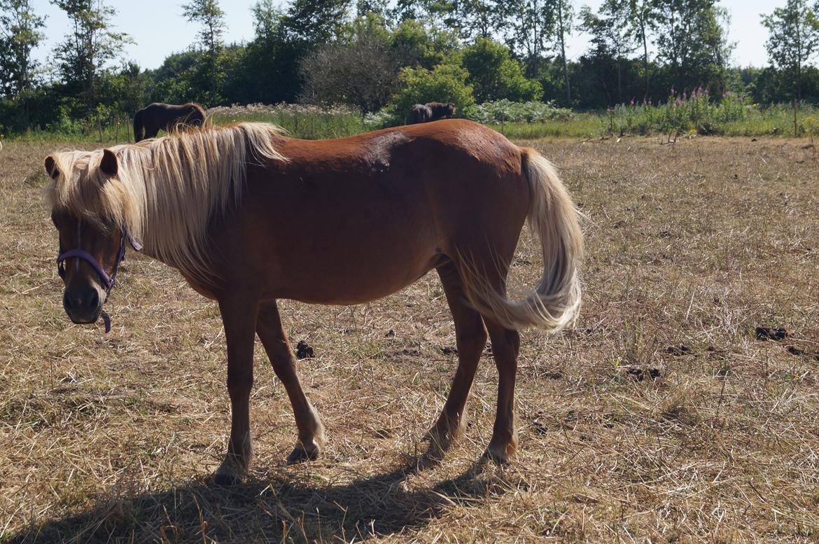 Islænder Nuser  - Sommer 2013 billede 14