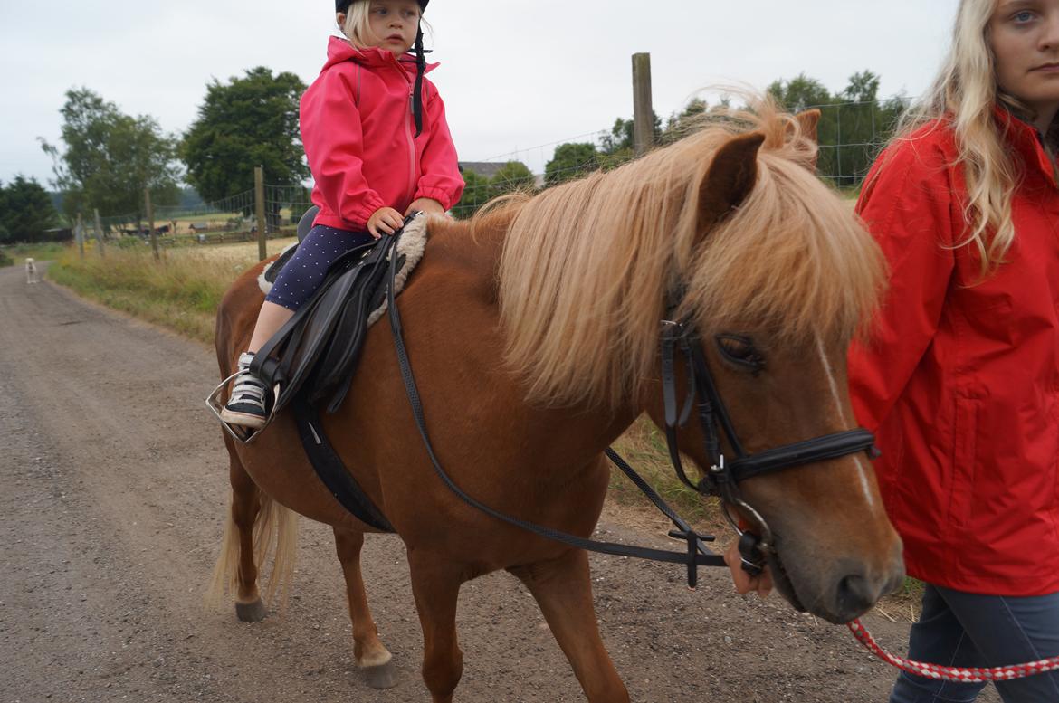 Islænder Nuser  - Sommer 2013
vores niece på 3 år bliver trukket på Nuser :) billede 15