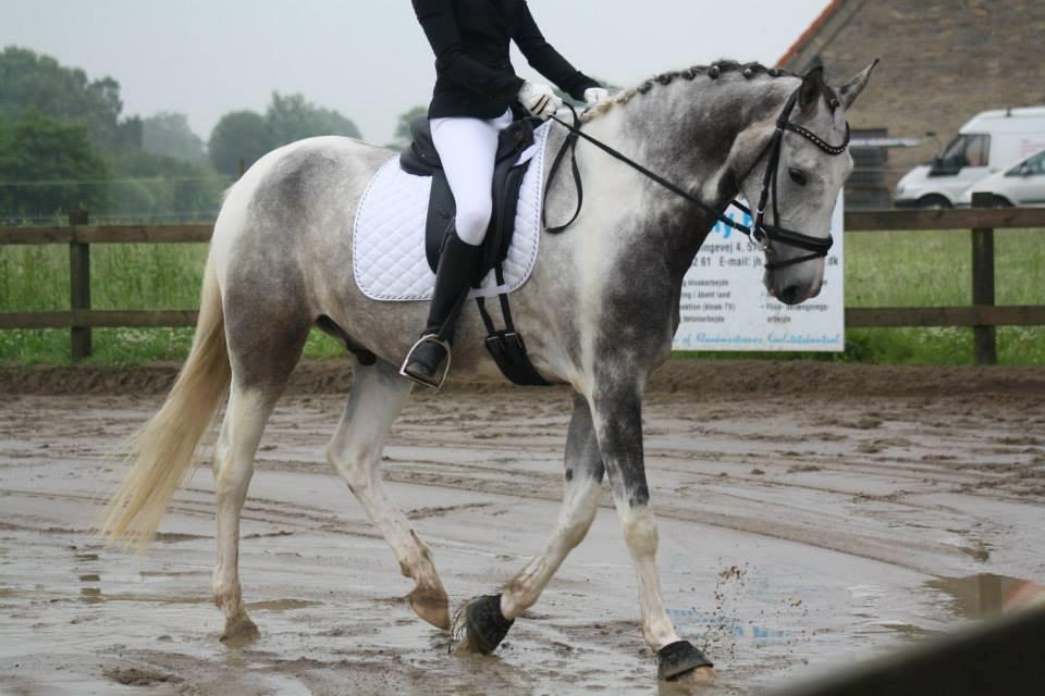Knabstrupper Søgaardens Marlboro billede 6