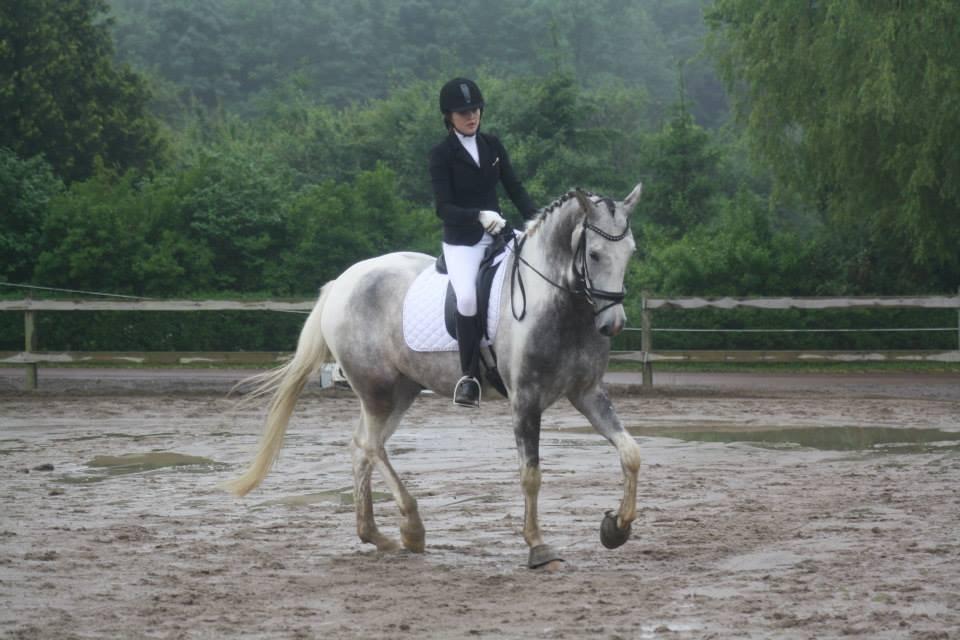 Knabstrupper Søgaardens Marlboro billede 7